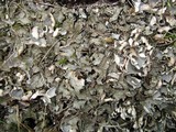 Peltigera elisabethae image
