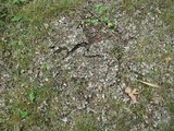 Peltigera elisabethae image