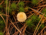 Cystoderma amianthinum image
