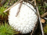 Lycoperdon echinatum image
