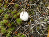 Lycoperdon echinatum image