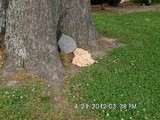 Laetiporus cincinnatus image