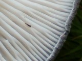 Cantharellula umbonata image