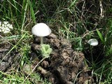 Panaeolus antillarum image