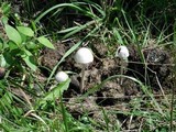 Panaeolus antillarum image