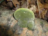 Cerrena unicolor image