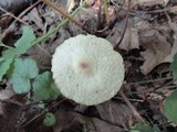 Cystolepiota seminuda image