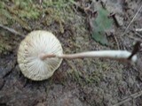 Cystolepiota seminuda image