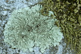 Xanthoparmelia cumberlandia image