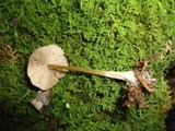 Entoloma formosum image