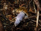Cortinarius vanduzerensis image