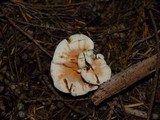 Hydnellum aurantiacum image