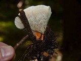 Hydnellum aurantiacum image