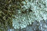 Xanthoparmelia cumberlandia image