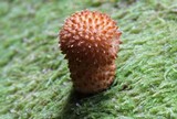 Pholiota squarrosoides image