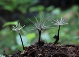 Xylaria tentaculata image