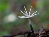 Xylaria tentaculata image