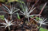 Xylaria tentaculata image