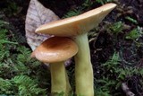 Lactarius volemus image
