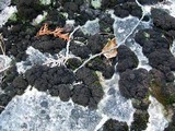 Leptogium lichenoides image