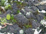 Leptogium lichenoides image