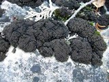 Leptogium lichenoides image