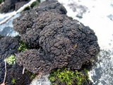 Leptogium lichenoides image