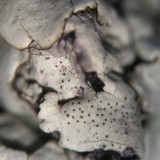 Xanthoparmelia cumberlandia image