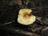 Inocybe rimosa image