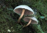 Hypholoma subviride image