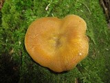 Tricholomopsis decora image