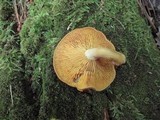 Tricholomopsis decora image