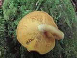 Tricholomopsis decora image