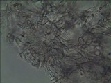 Gymnopilus aeruginosus image