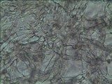 Gymnopilus aeruginosus image