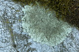 Xanthoparmelia mexicana image