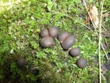 Lycogala epidendrum image