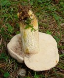 Retiboletus griseus image