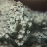 Xanthoparmelia mexicana image