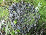 Peltigera elisabethae image