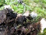 Peltigera elisabethae image