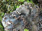 Peltigera elisabethae image