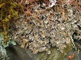 Peltigera elisabethae image