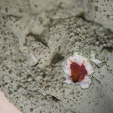 Xanthoparmelia mexicana image