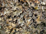 Peltigera elisabethae image