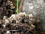 Peltigera elisabethae image