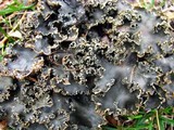 Peltigera elisabethae image