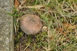 Russula modesta image