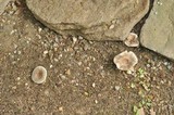 Russula modesta image