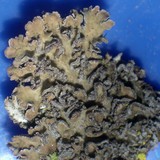 Physconia perisidiosa image